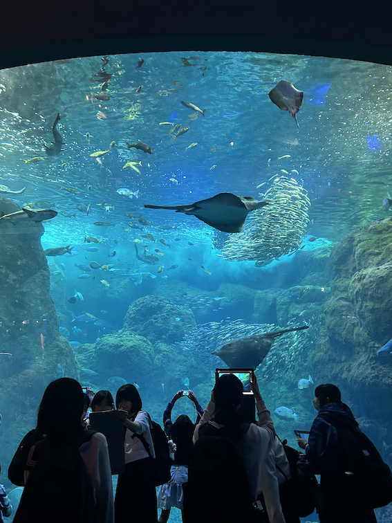 水族館の大水槽を複数の女子中学生が見ている